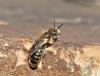 Hoplitis sp.